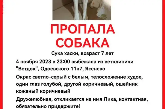 Пропала собака Хаски, Одоевского 11 к7, Москва