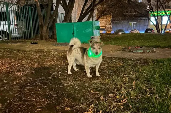 Найдена собака на Большой Спасской, 27, Москва