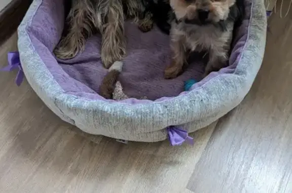 Собаки потеряшки, Санкт-Петербург, фото: Потеряшка мини йорк с пр. Королёва, 68, СПб. Помощь!