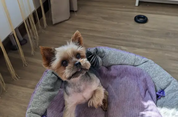 Собаки потеряшки, Санкт-Петербург, фото: Потеряшка собака 11.11.23 от выстрелов фейерверков, Глухарская ул., СПб.