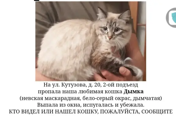 Пропала кошка, Невская маскарадная, ул. Щорса, 29, Красноярск