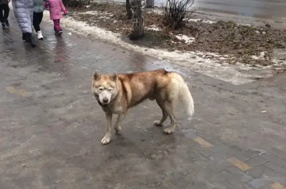 Собака-хаска ищет хозяина на улице Елизаровых, 50, Томск