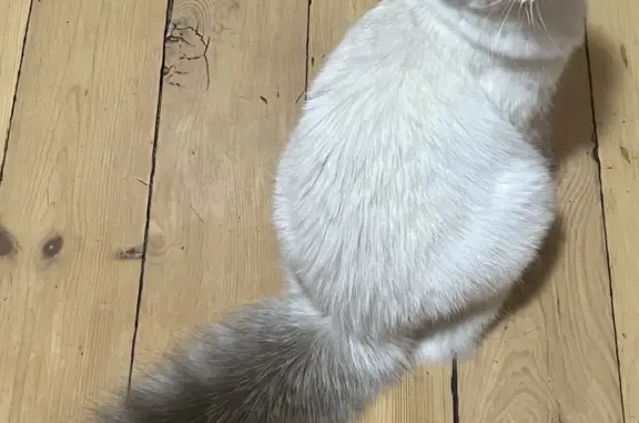 Пропала белая кошка, порода 