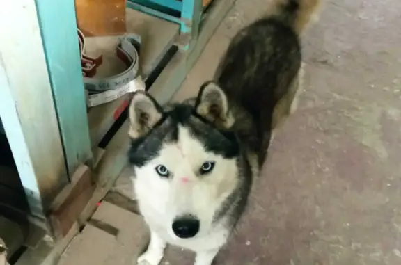 Найдена собака на ул. Адмирала Нахимова, 111, Астрахань