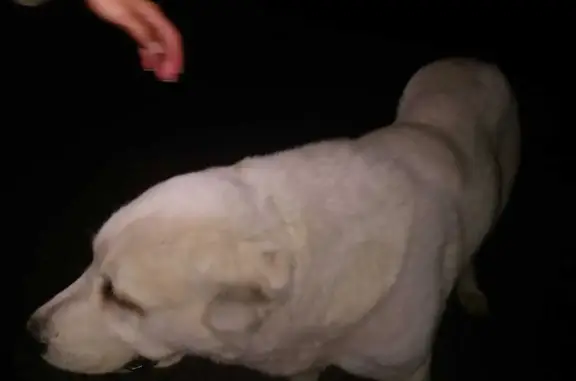 Найдена собака на Женьшеневой ул. в Ростове