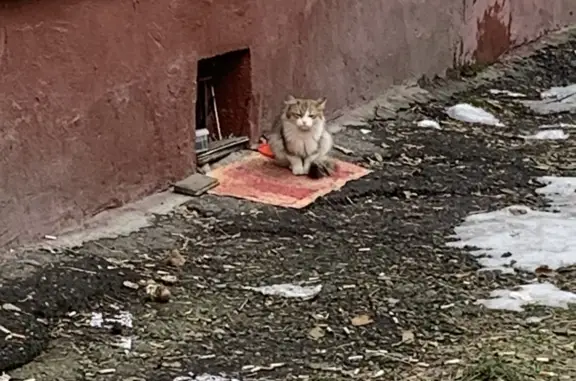 Найдена кошка на ул. Глушкова, 13, Барнаул