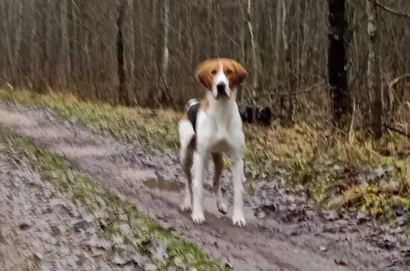 Собака Русская пегая гончая найдена на Кауштинском шоссе