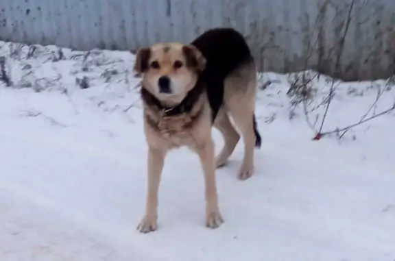 Найдена собака в КП БЛАГОДАТНЫЙ, Новосибирская область
