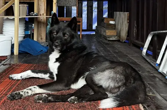 Найдена собака в деревне Ярыгино, Московская область