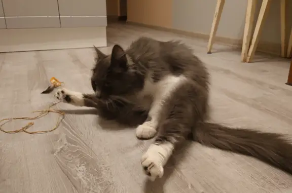 Кошки потеряшки, Санкт-Петербург, фото: Потеряшка кошка Лапа на Гражданском проспекте