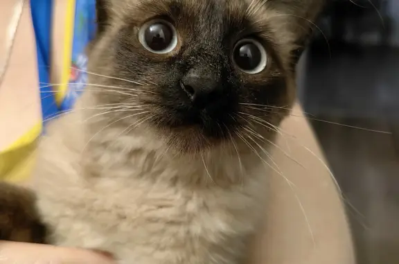 Найдена кошка, Ростов-на-Дону, фото: Найдена сиамская кошка, ул. Малюгиной 163/72, Ростов