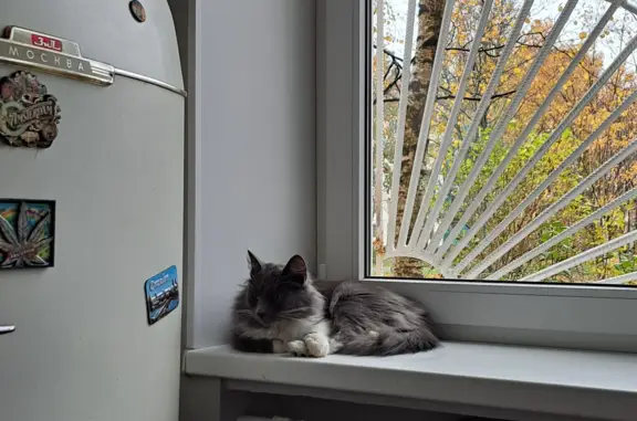 Кошки потеряшки, Санкт-Петербург, фото: Потеряшка серая кошка Лапа на Гражданском проспекте, 90 к5