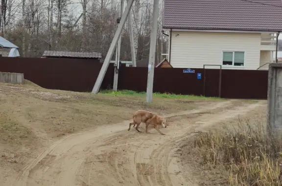 Найдена собака без ошейника в д. Уварово, Костромская область