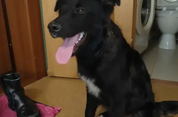 Найдена собака Чудесная ищет новых хозяев
(Адрес: ул. Бондаря, 17, Хабаровск)