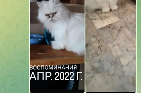 Пропала персидская кошка, ул. СНГ Мукомол, 54, Южно-Сахалинск