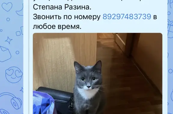 Пропал кот, серый с белым воротничком и лапками, ул. Богдана Хмельницкого, 29, Саранск