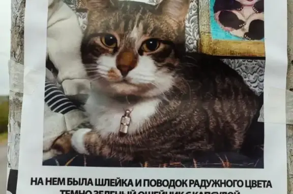 Пропала кошка Мальчик в деревне Кострово