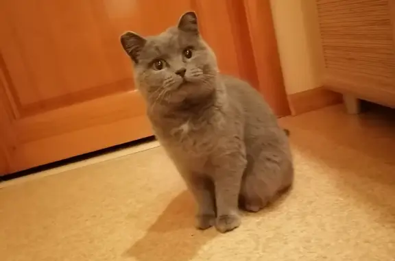 Найдена кошка Британец/шотландская дымчатого окраса на ул. 70 лет Октября, Омск
