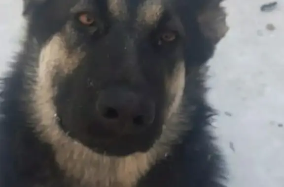 Пропала собака в Кемерово, взоводском районе