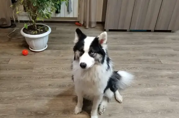 Собаки потеряшки, Маминское, фото: Потеряшка якутская лайка, вознаграждение, +7-908-9-145-716