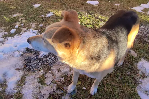 Пропала собака возле ТЦ Самородок, Каменск-Уральский
