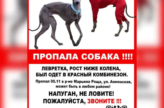 Пропала собака ⚡️ УБЕЖАЛ САЛЬВИ
Москва, СВАО, Левретка серого окраса