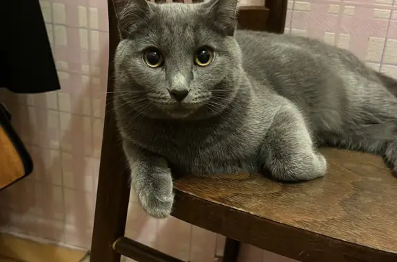 Пропала кошка Серый котик на ул. Победы, 37, Екатеринбург