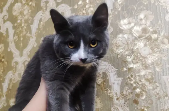 Пропала кошка Кот, ул. Баумана, 231, Иркутск