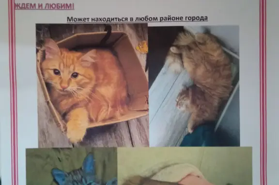 Пропала кошка, ул. Карла Либкнехта, 40, Минеральные Воды