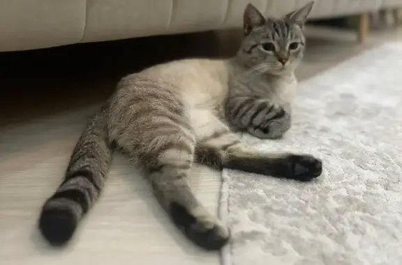 Найден кот в Орехово-Зуево, Московская область