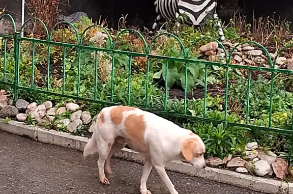 Найденные животные Великий Новгород, фото: Найдена собака на Псковской ул. 48 к3, Великий Новгород