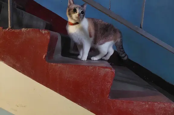 Найдена кошка на Октябрьском шоссе, 71 в Кондопоге