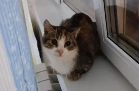Найдена кошка: ул. Полбина, 24, Москва
