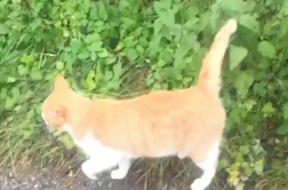 Пропал рыжий кот Яша в СНТ Петушок, Тверская область