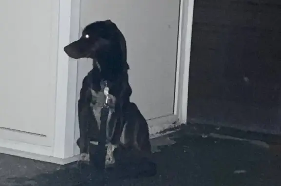 Собака найдена: Молодой кобель, Хрустальная улица, Ульяновск