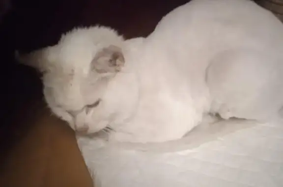 Пропала белая кошка, ул. Амет-Хана Султана, 15