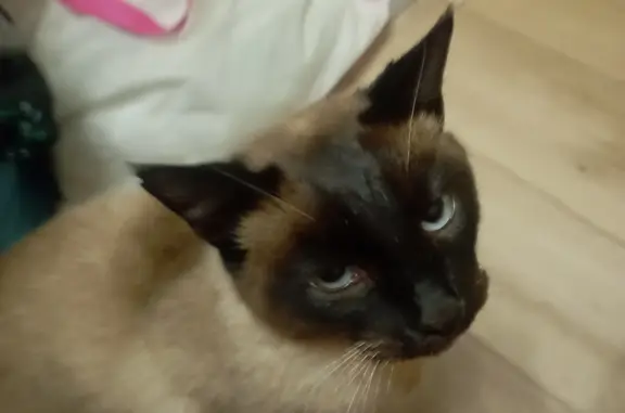 Найдена сиамская кошка на Лесной улице, 2Б