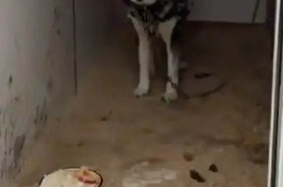 Потерянная собака найдена в Сахалинской области