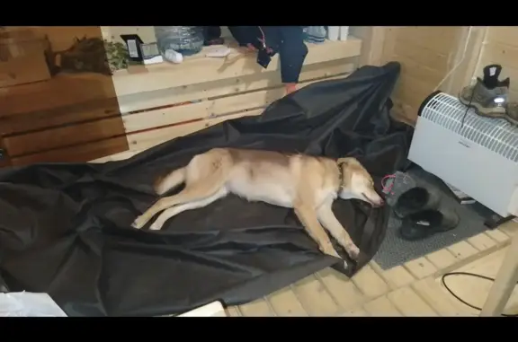 Найдена собака в СНТ, адрес: 46Н-10505, Московская область