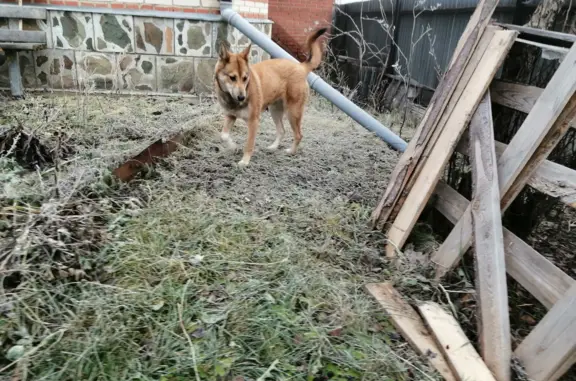 Найдена активная собака Девочка на Световой улице, 9, Миасс