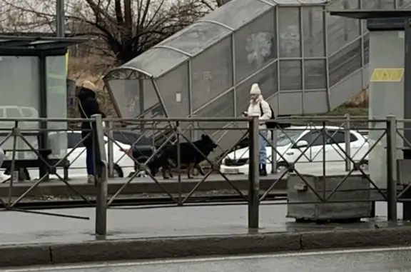 Собака немецкая овчарка, проспект Победы, Казань