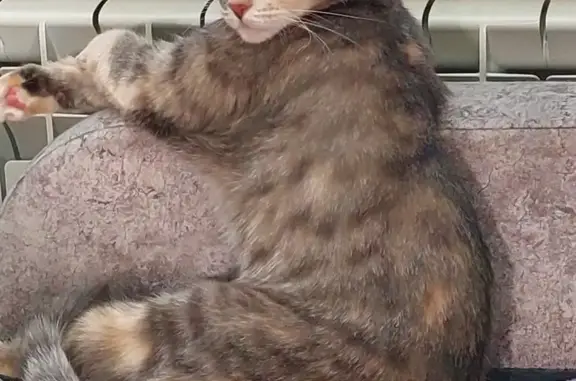 Кошки потеряшки, Санкт-Петербург, фото: Потеряшка серая кошка на Дачном проспекте, 9 к2, СПб