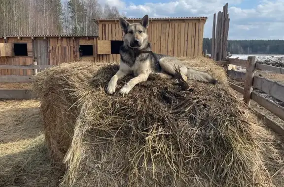 Пропала собака Кобель, г. Ревда — п. Гусевка