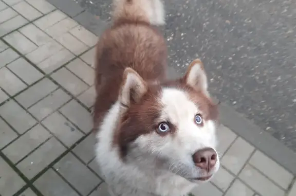 Найдена собака на ул. Красина, 4, Тверь