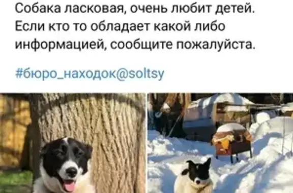 Пропала собака в Новгородской области