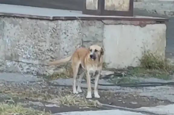 Пропала собака на Тихорецкой ул., Краснодар