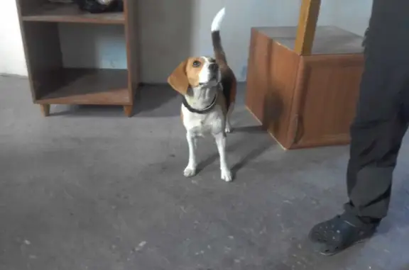 Собака Бигль найдена на Фиолентовском шоссе, Севастополь