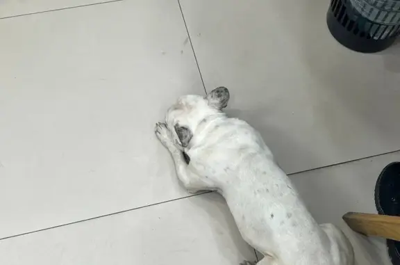 Найдена собака, Новосибирск, фото: Собака без ошейника в офисе Сбербанка, ул. Титова, 7, Новосибирск