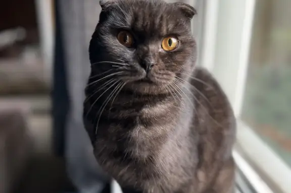 Найдена кошка: Шотландский вислоухий, черный окрас. Ищем хозяев.