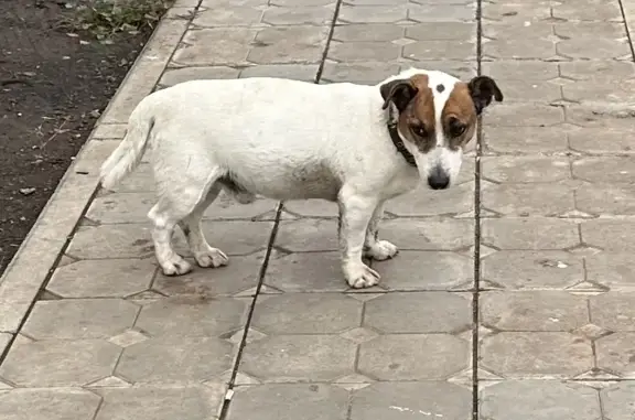 Найдена собака похожая на Джек-Рассел, ул. Сергея Лазо, 12, Оренбург